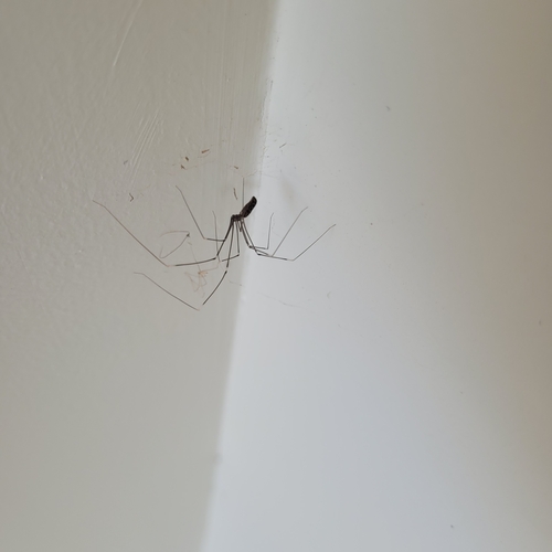 Pale Cellar Spider