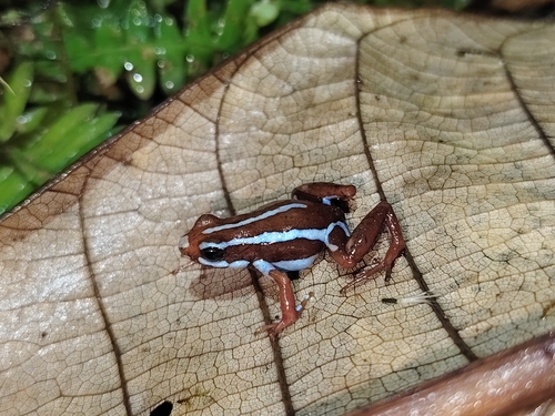Anthony's Poison Arrow Frog