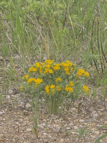 hoary puccoon