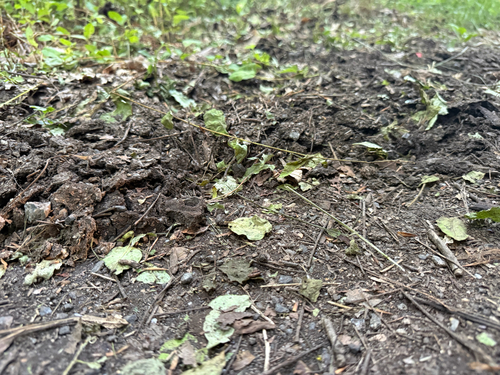 Eastern Mole observed by capitalnaturalist