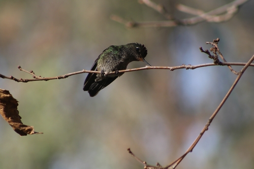 Green-backed Firecrown