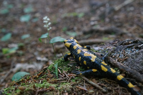 Fire Salamander