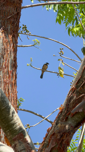 Cinnamon-rumped Seedeater