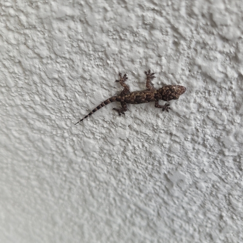 Tropical House Gecko