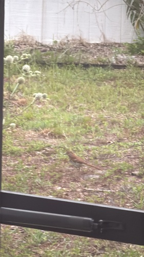 Brown Thrasher