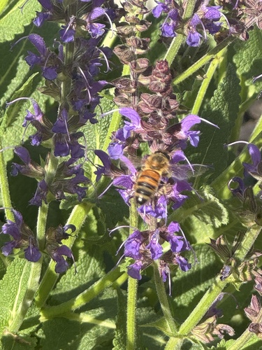Western Honey Bee