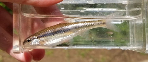 Ozark Minnow