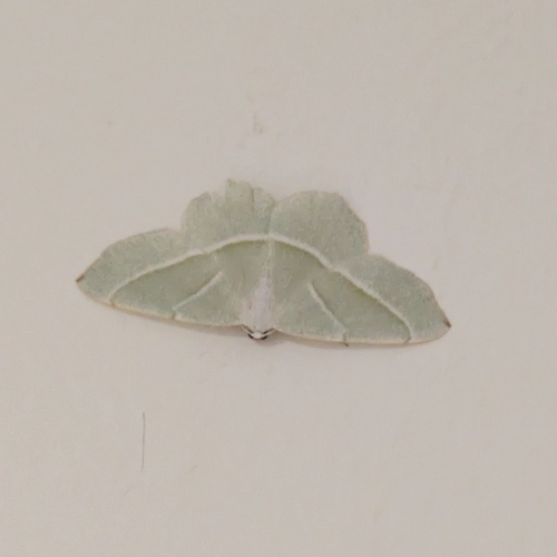 Light Emerald