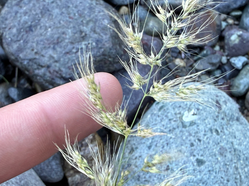 Grasses