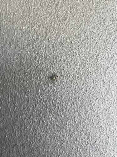 North Queensland Jumping Spider