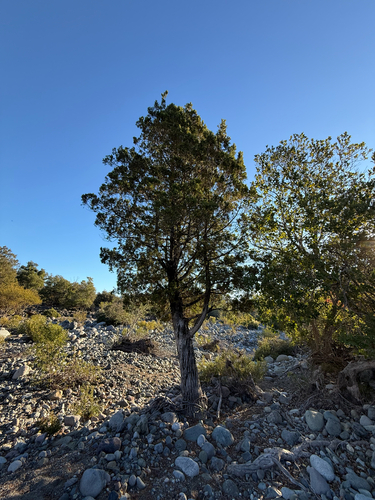 Cordilleran cypress
