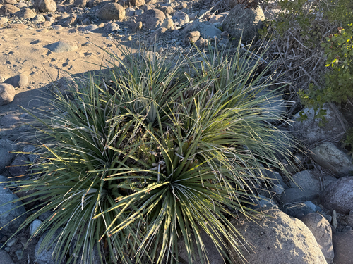Puya coerulea