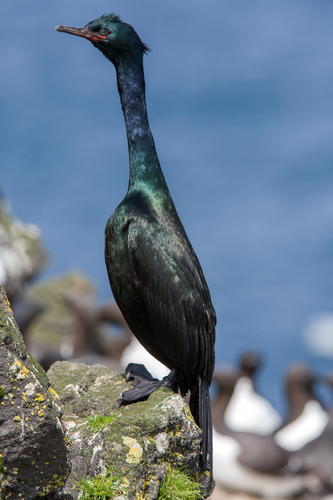 Pelagic Cormorant