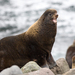 Northern Fur Seal - Photo (c) sdrov, all rights reserved, uploaded by sdrov