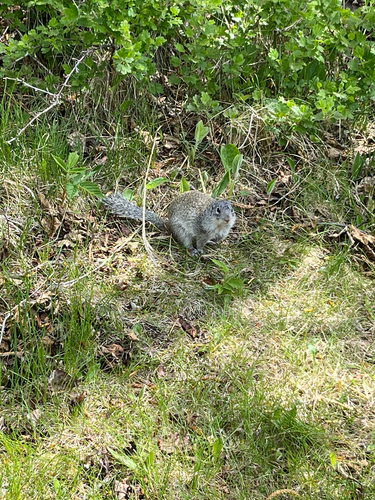 Franklin's Ground Squirrel observed by agkilian