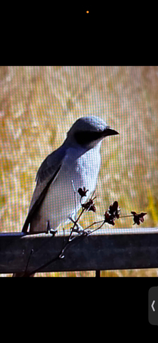 Black-faced Cuckooshrike
