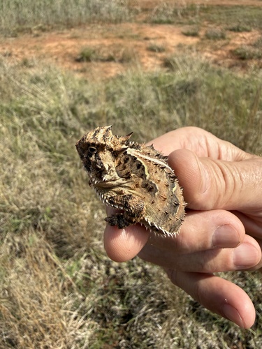 Texas Horned Lizard