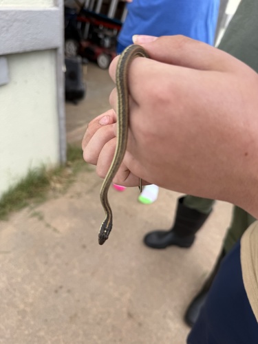 Western Ribbon Snake