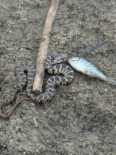 Plain-bellied Watersnake