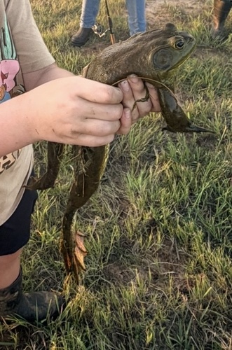 American Bullfrog