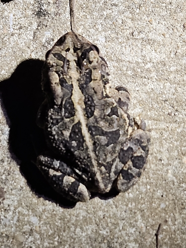 Southern Toad