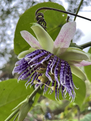 Granadilla