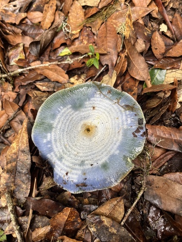 indigo milk cap