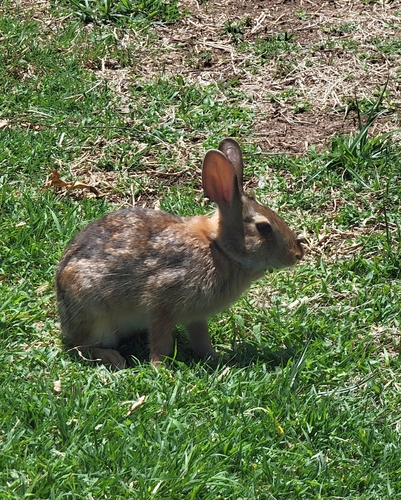 Eastern Cottontail