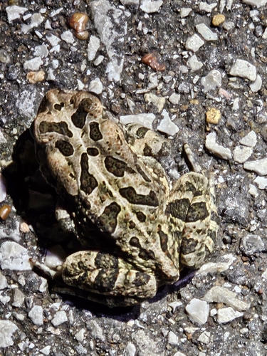 Fowler's Toad