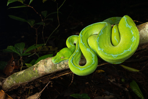 Northern Green Python — seen at this dive site