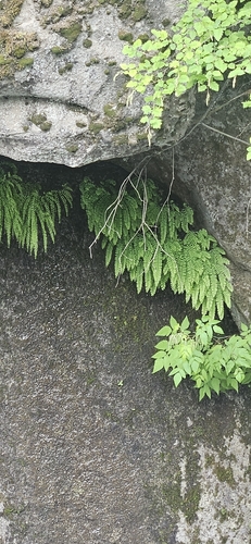 western maidenhair fern