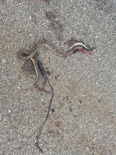 Bullsnake