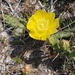 Southeastern Pricklypear - Photo (c) Alison McDowell, all rights reserved, uploaded by Alison McDowell