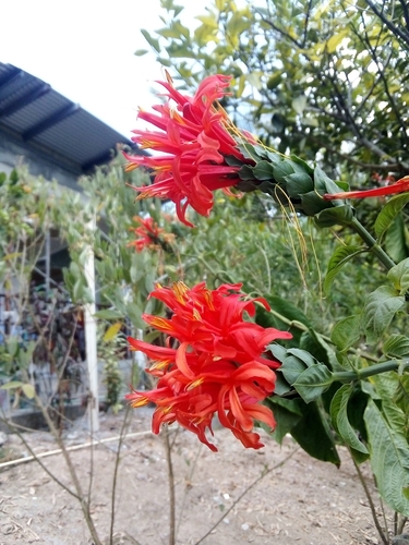 Pachystachys spicata image