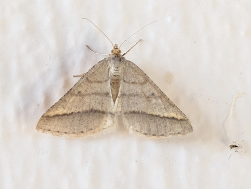 Isturgia arenacearia