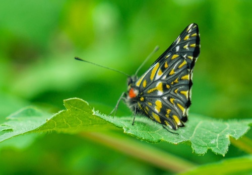 Archonias teutila flavomaculata