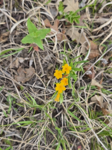 hoary puccoon