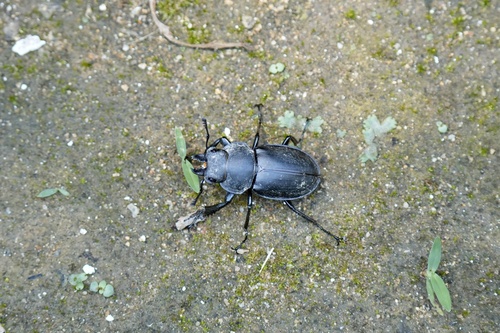 Neolucanus sinicus sinicus