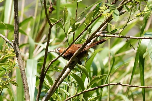 Gray-sided Scimitar-Babbler