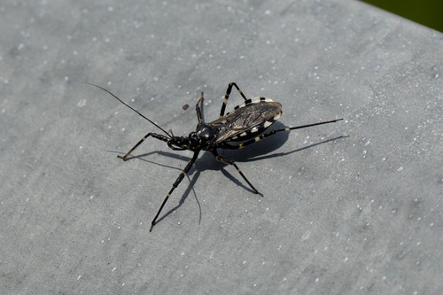 Sphedanolestes impressicollis