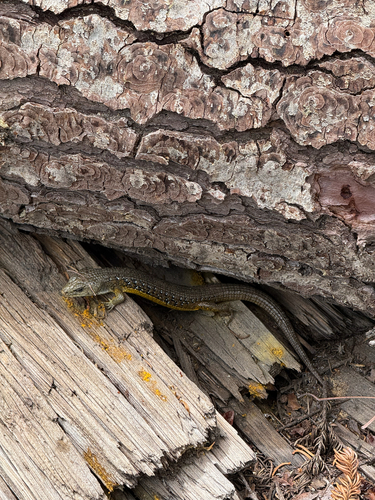 iNaturalist observation photo of Northern Alligator Lizard