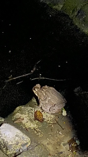 Central American Gulf Coast Toad