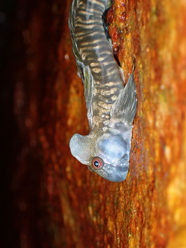 Leaping Blenny