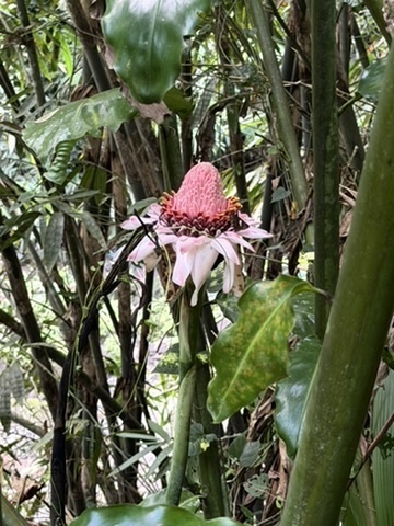 Torch ginger