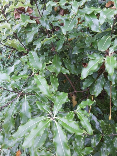 tarata