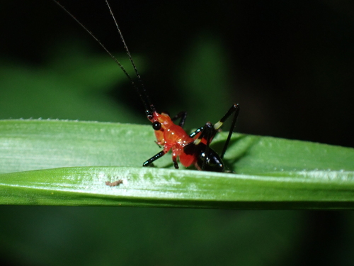 Black-kneed Meadow Katydid