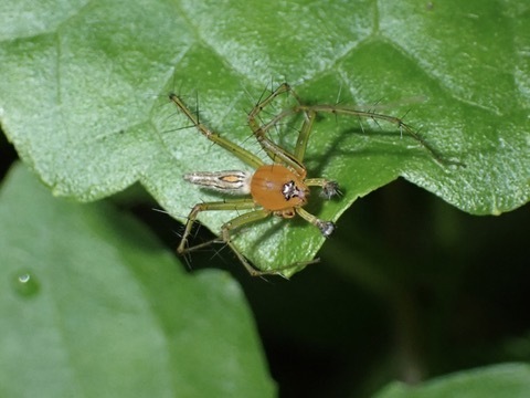 Oxyopes javanus