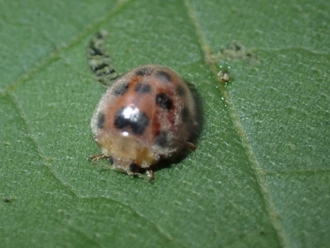 Hadda Beetle