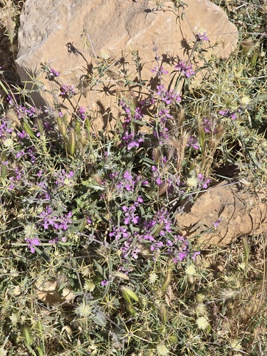 Mediterranean Woundwort