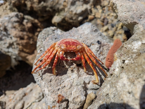 Sally Lightfoot Crab